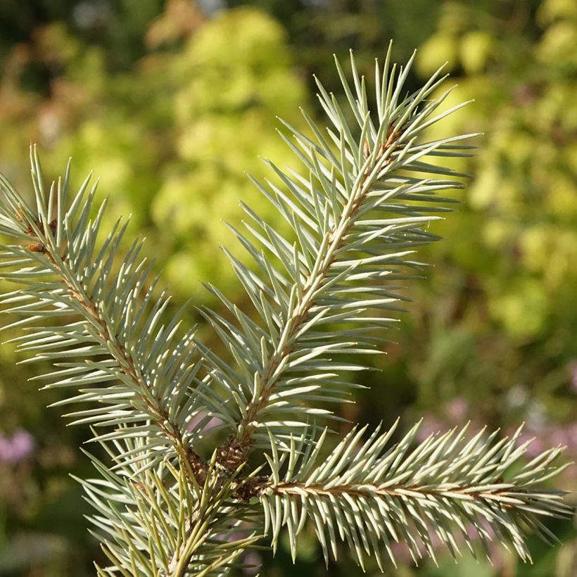 Picea pungens Karpaten (Laub)