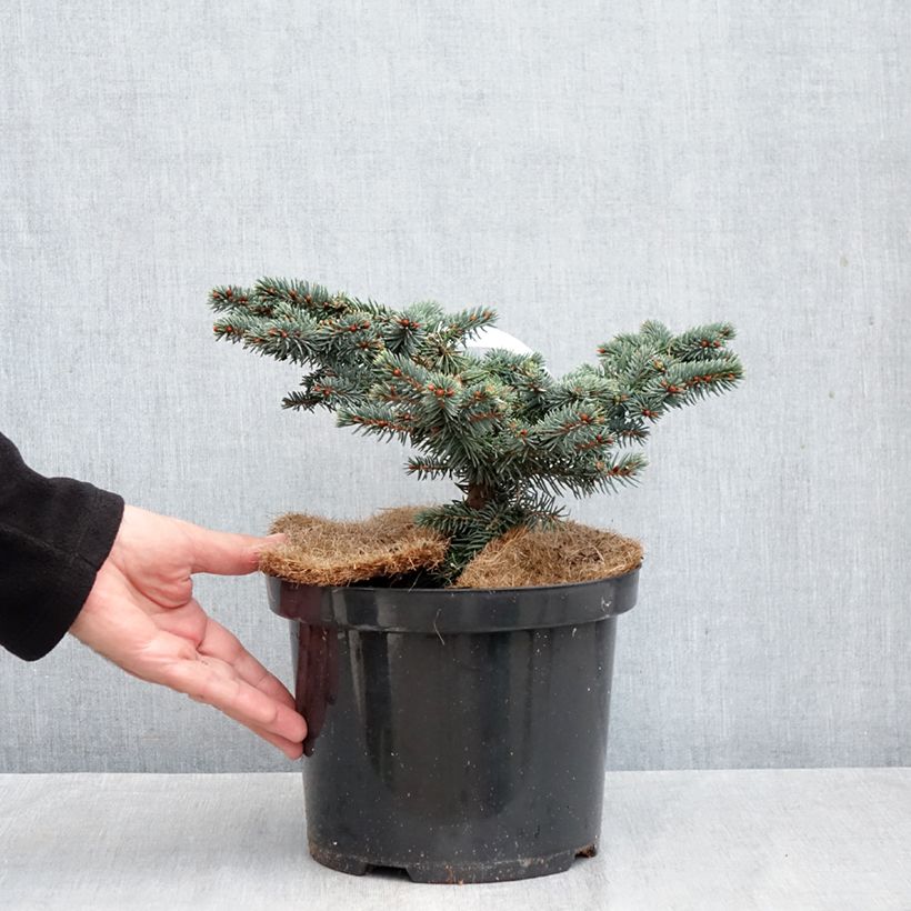 Exemplar von Picea pungens Waldbrunn Topf mit 4L/5L wie im Herbst geliefert