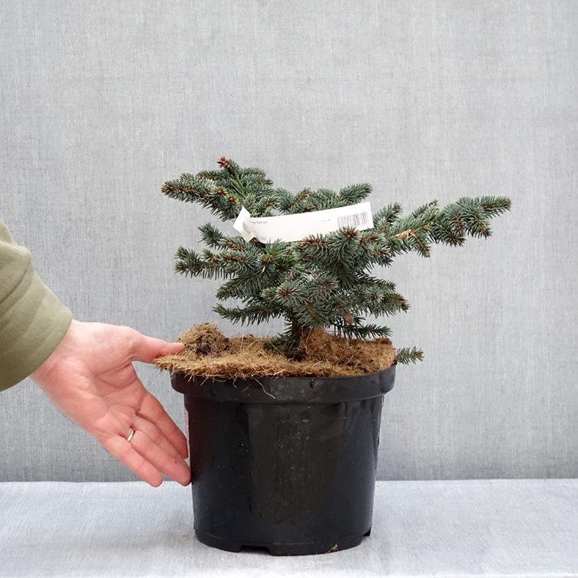 Exemplar von Picea pungens Waldbrunn Topf mit 4L/5L wie im Winter geliefert