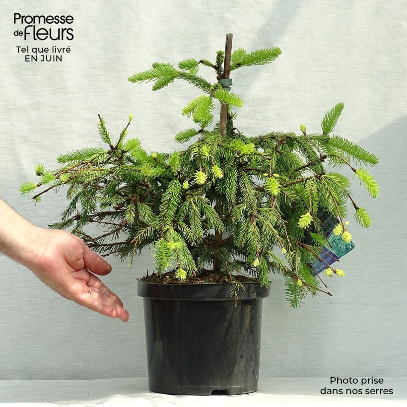 Exemplar von Picea abies Acrocona Topf mit 3L/4L wie im Sommer geliefert