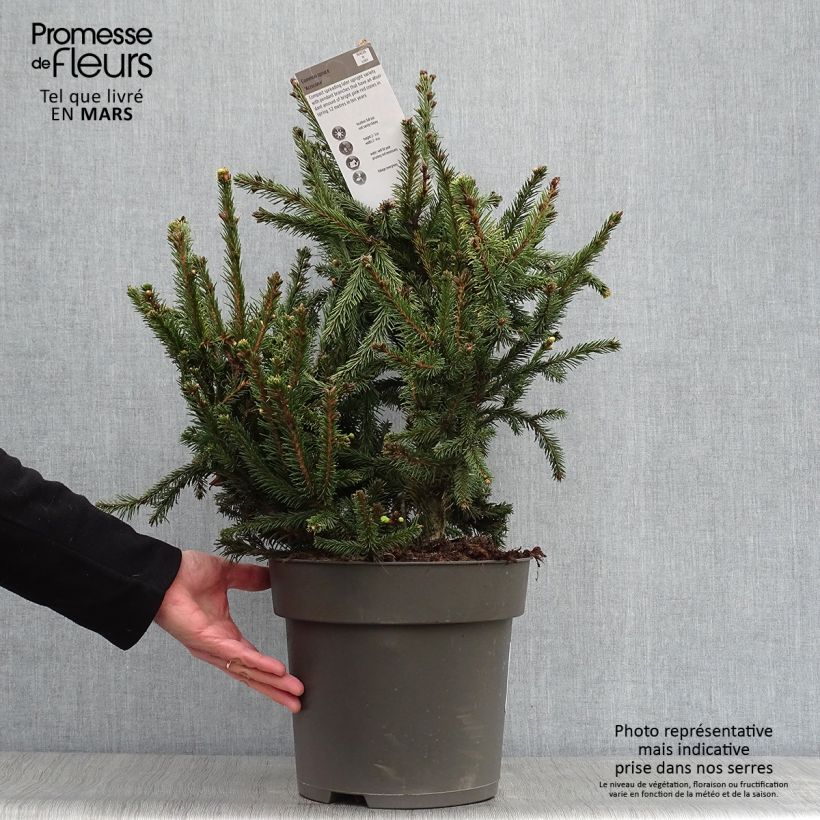 Exemplar von Picea abies Acrocona Topf mit 3L/4L wie im Frühjahr geliefert