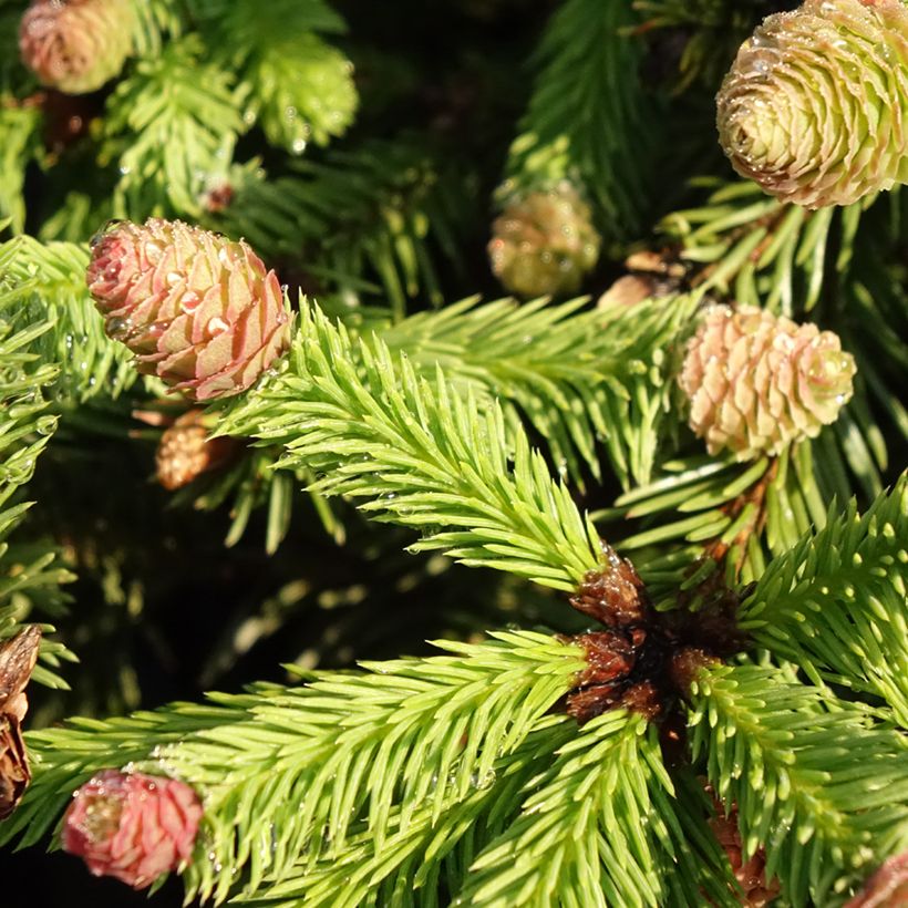 Picea abies Pusch (Laub)