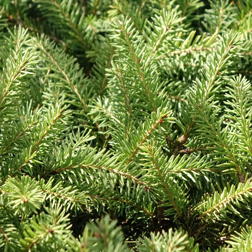Picea abies Zagwiżdże (Foliage)