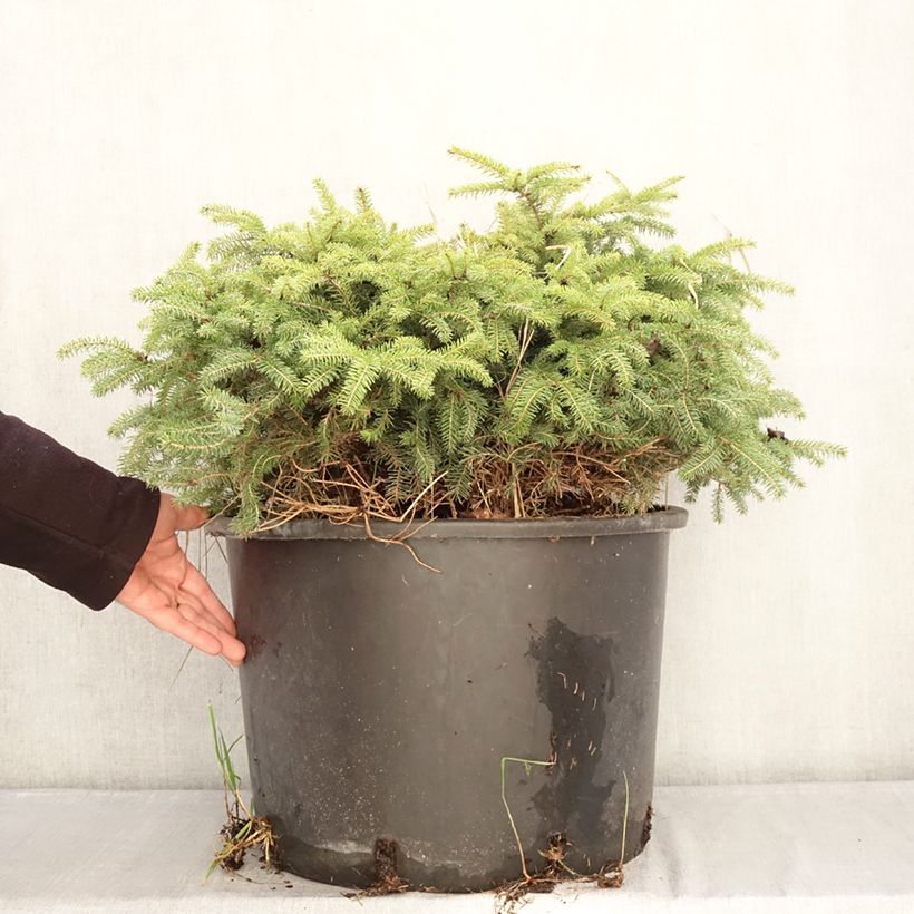 Example of Picea abies Zagwiżdże Topf mit 30L/35L as you get in hiver