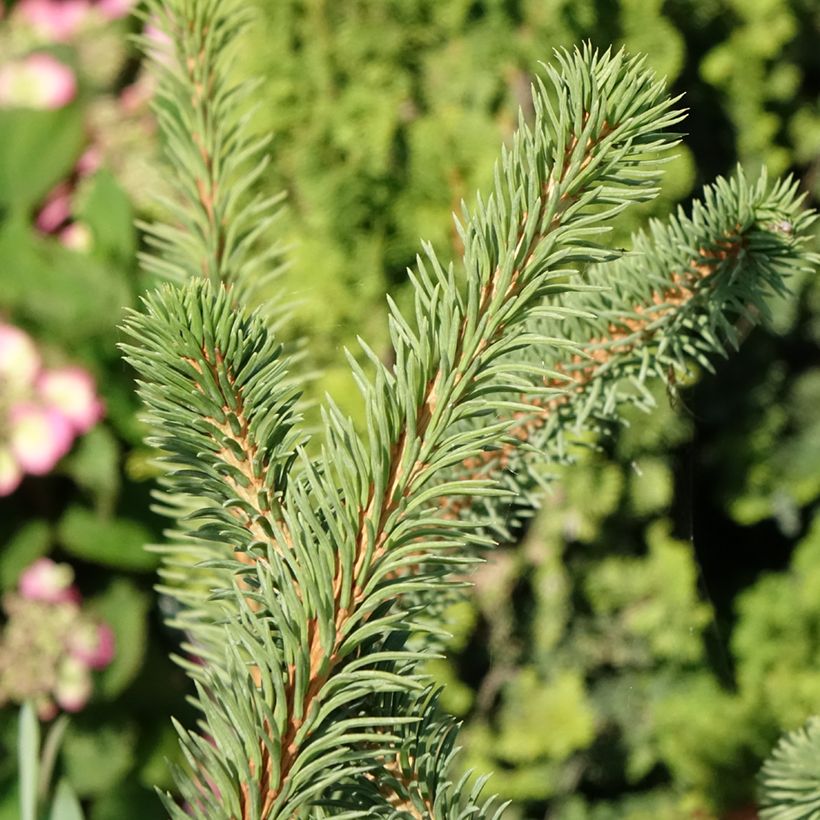Picea abies Cranstonii (Laub)