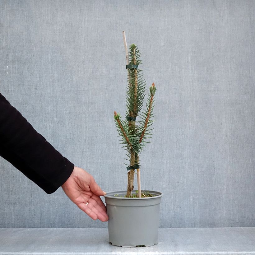 Exemplar von Picea abies Cranstonii Topf mit 3L/4L wie im Herbst geliefert