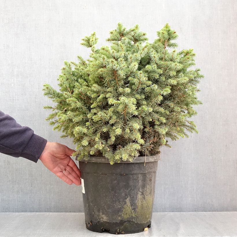 Exemplar von Picea sitchensis Tenas Stück wie im Herbst geliefert