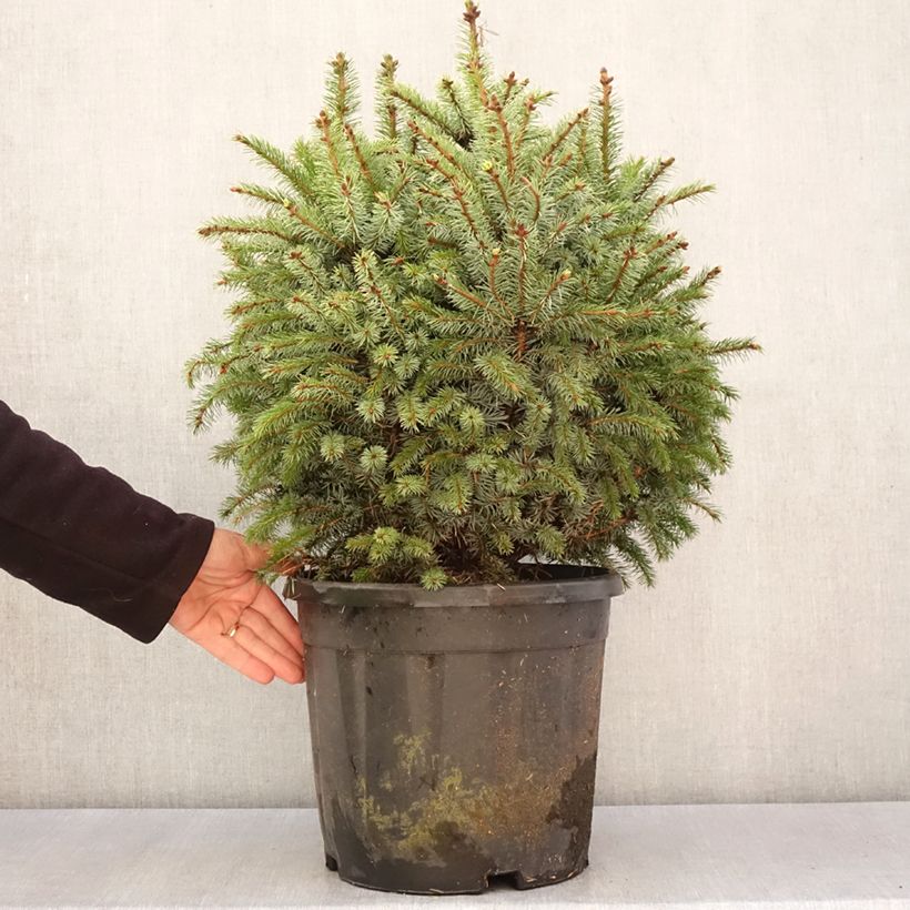 Exemplar von Picea sitchensis Tenas Stück wie im Frühjahr geliefert