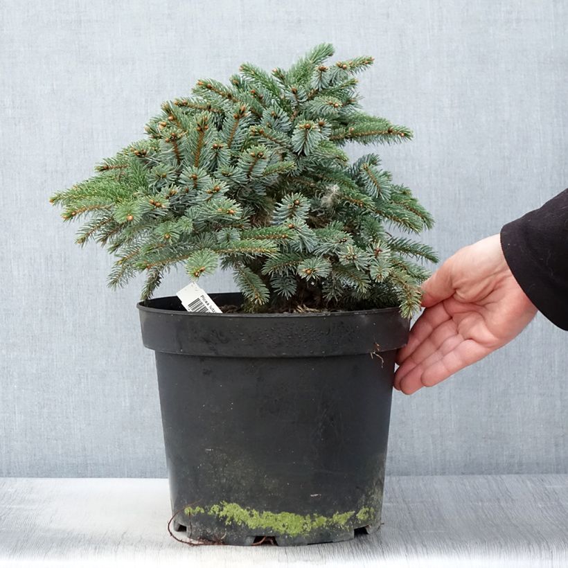Example of Picea mariana Machala Topf mit 4L/5L as you get in printemps
