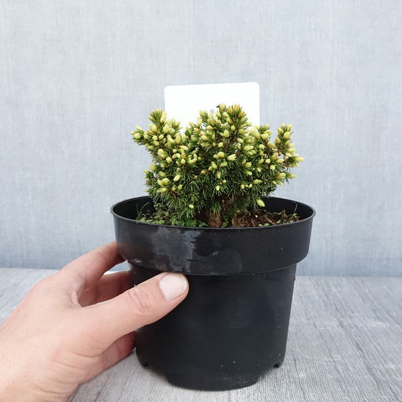Exemplar von Picea abies Jalako Gold Topf mit 2L/3L wie im Frühjahr geliefert