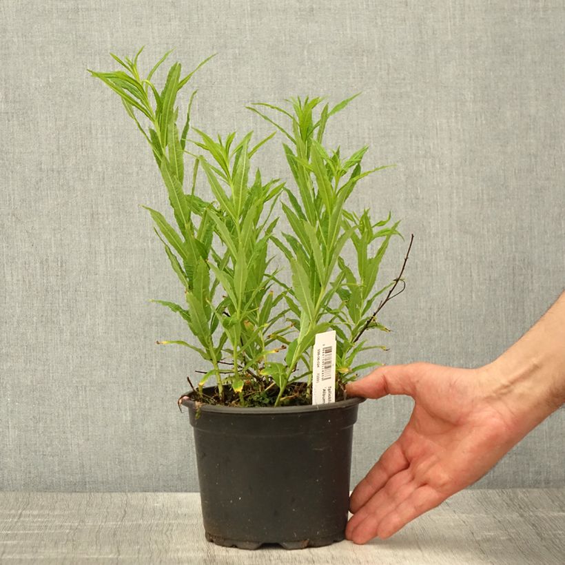 Example of Epilobium angustifolium Album - Schmalblättriges Weidenröschen Topf mit 2L/3L as you get in printemps