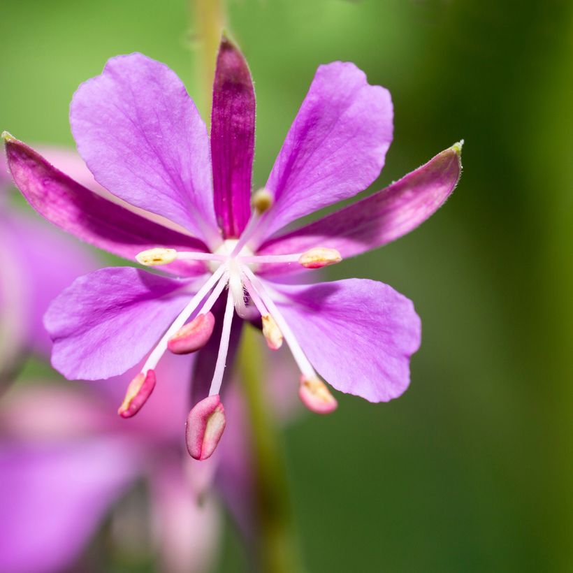 Epilobium angustifolium - Schmalblättriges Weidenröschen (Flowering)