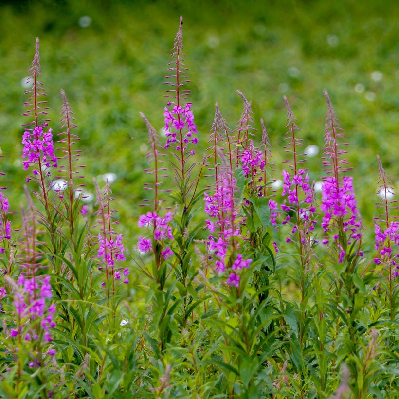 Epilobium angustifolium - Schmalblättriges Weidenröschen (Plant habit)