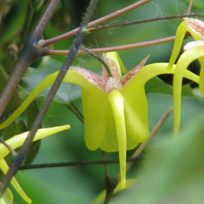 Epimedium davidii - Elfenblume (Flowering)