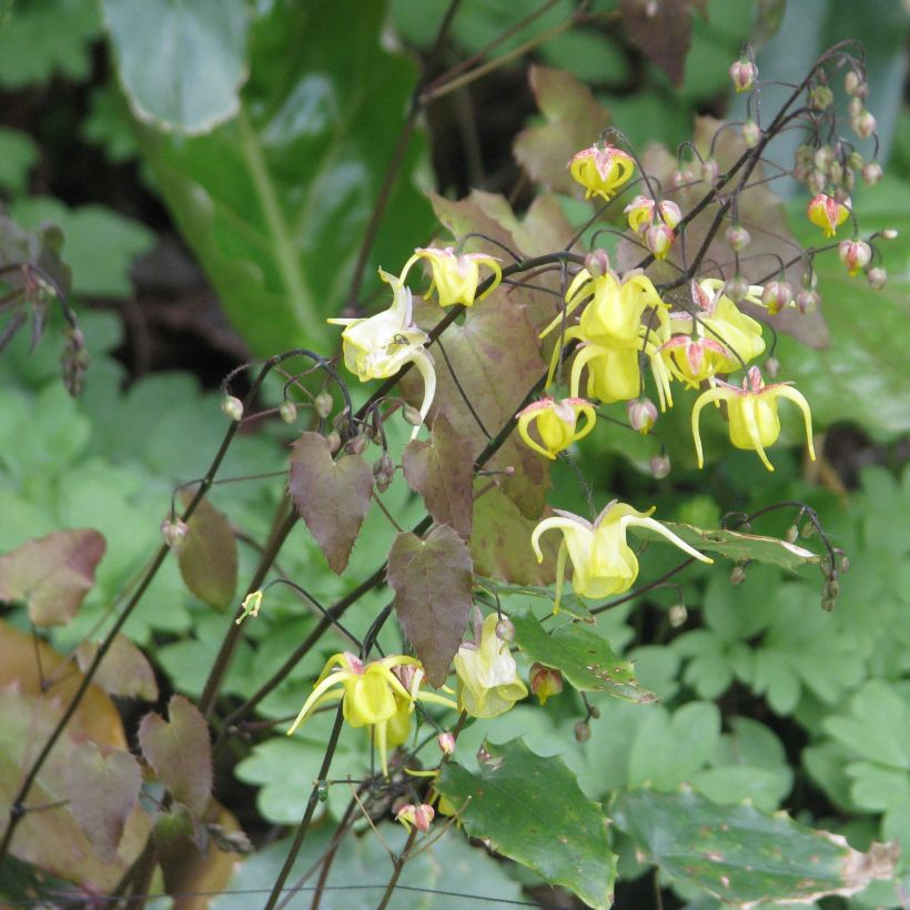 Epimedium davidii - Elfenblume (Plant habit)