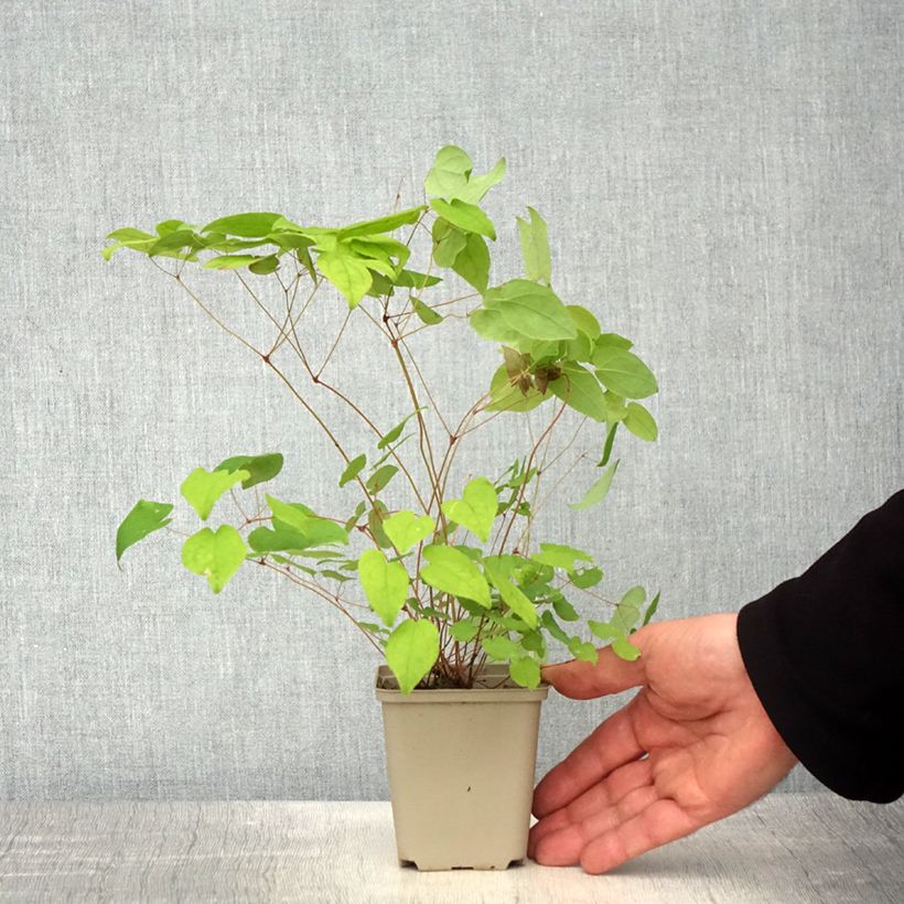 Exemplar von Epimedium grandiflorum Beni-kujaku - Großblumige Elfenblume Kleine Töpfe von 8/9 cm wie im Frühjahr geliefert