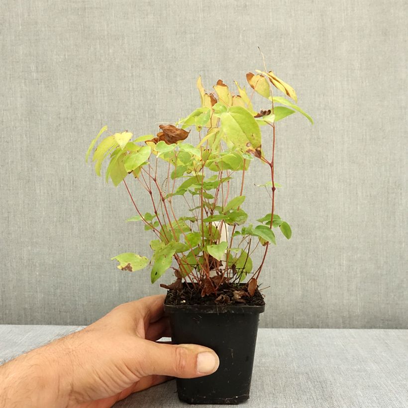 Exemplar von Epimedium grandiflorum Rubinkröne - Großblumige Elfenblume Kleine Töpfe von 8/9 cm wie im Sommer geliefert