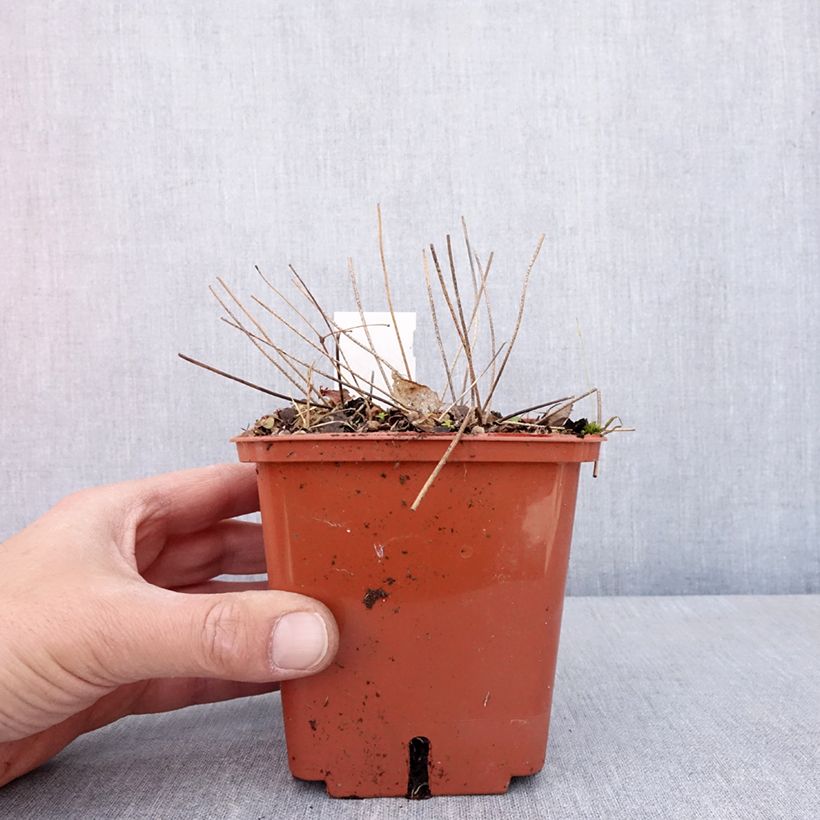 Example of Epimedium Pink Elf - Elfenblume Topf mit 1L/1,5L as you get in printemps