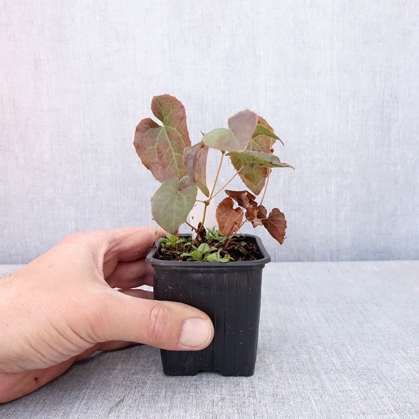 Example of Epimedium perralderianum - Elfenblume Kleine Töpfe von 8/9 cm as you get in printemps