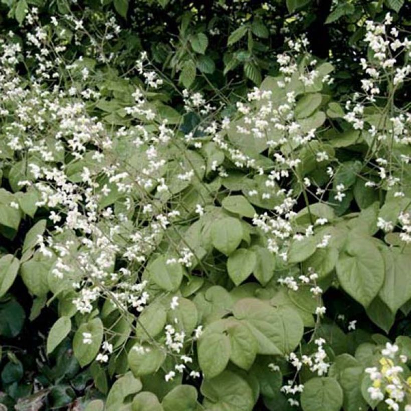 Epimedium pubigerum - Flaumige Elfenblume (Plant habit)