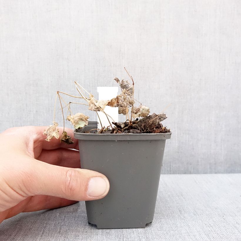 Exemplar von Epimedium rhizomatosum, Fleur des elfes Godet de 8/9 cm wie im Winter geliefert