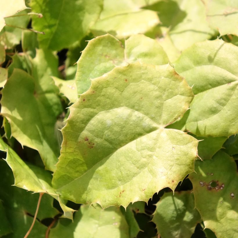 Epimedium rhizomatosum - Elfenblume (Laub)