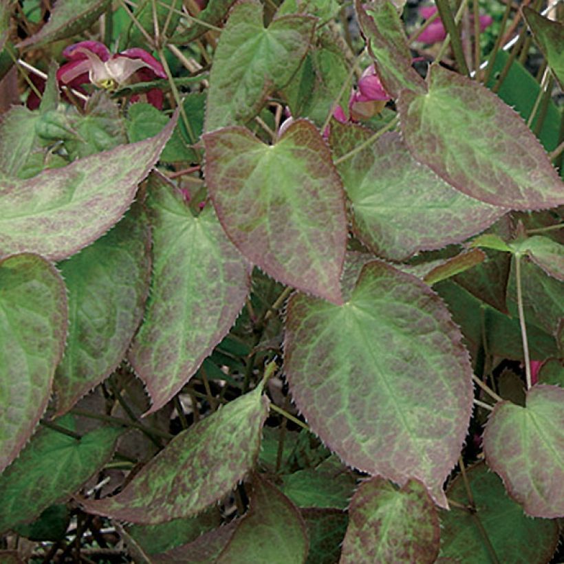 Epimedium rubrum - Rote Elfenblume (Foliage)