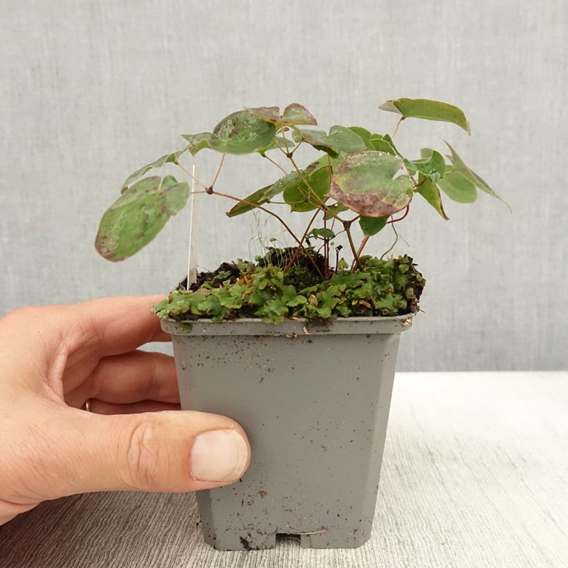 Exemplar von Epimedium versicolor Sulphureum - Vielfarbige Elfenblume Kleine Töpfe von 7/8 cm wie im Herbst geliefert
