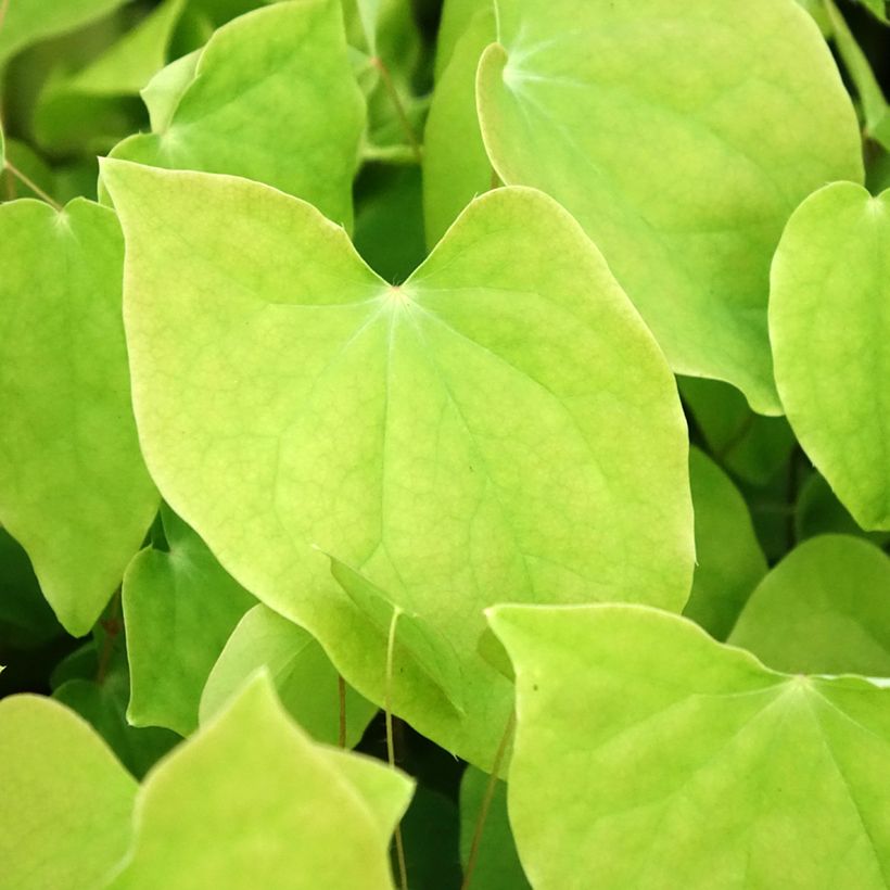 Epimedium youngianum Roseum - Elfenblume (Foliage)