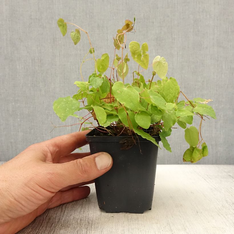 Example of Epimedium youngianum Yenomoto - Elfenblume Kleine Töpfe von 8/9 cm as you get in printemps