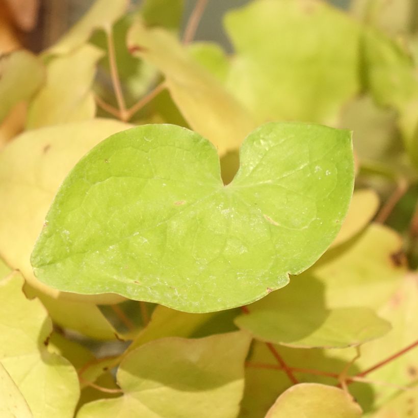 Epimedium youngianum Yenomoto - Elfenblume (Foliage)