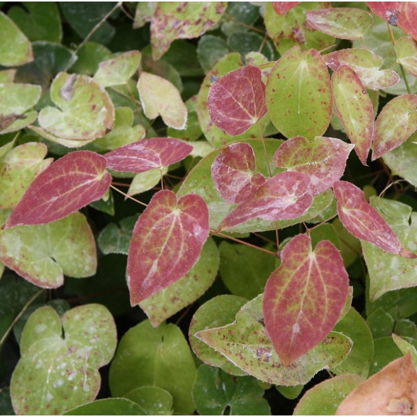Epimedium pinnatum subsp. colchicum - Kolchische Elfenblume (Foliage)