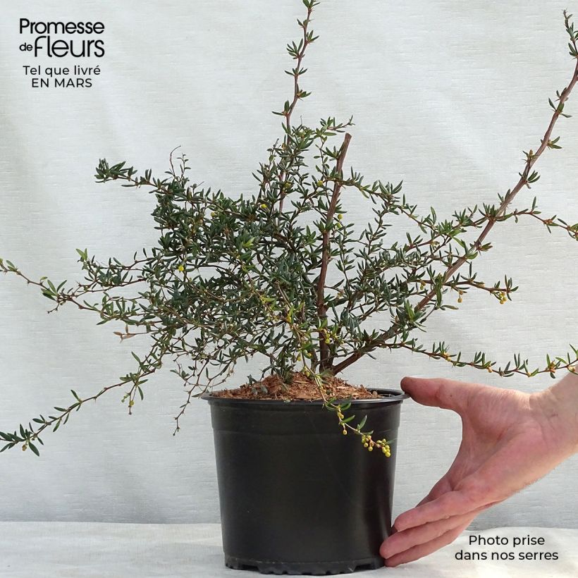 Exemplar von Berberis stenophylla - Schmalblättrige Berberitze Topf mit 2L/3L wie im Frühjahr geliefert