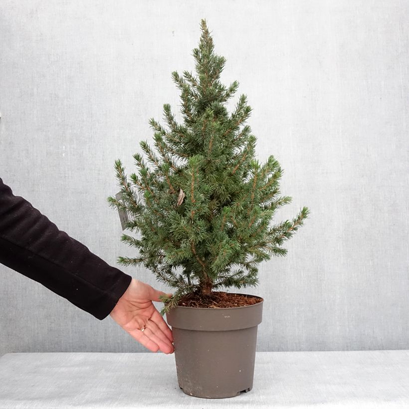 Exemplar von Picea glauca Biesenthaler Frühling Topf mit 4L/5L wie im Winter geliefert