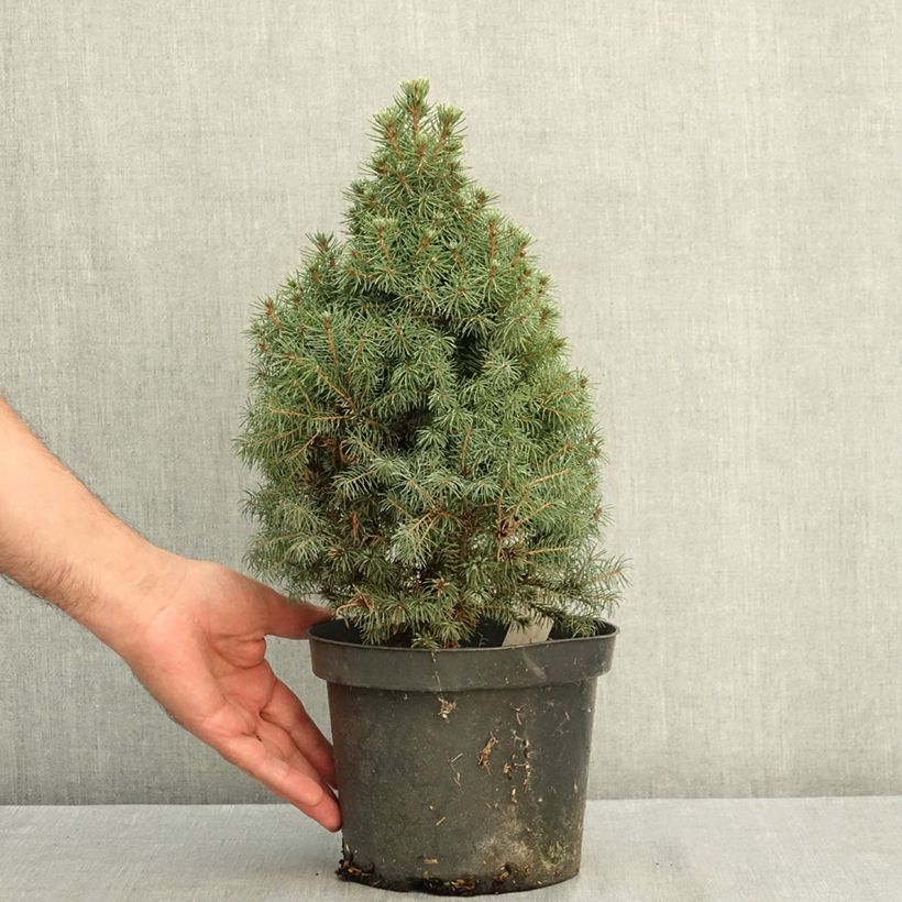 Exemplar von Picea glauca Conica Blue Topf mit 3L/4L wie im Sommer geliefert