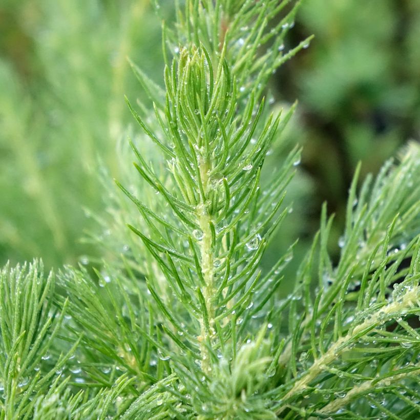 Picea glauca Conica (Laub)