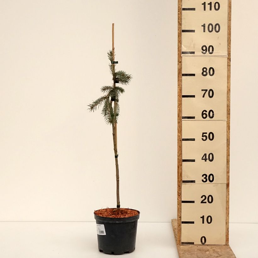 Exemplar von Picea glauca Pendula Topf mit 3L/4L, Mini-Stammrose wie im Winter geliefert