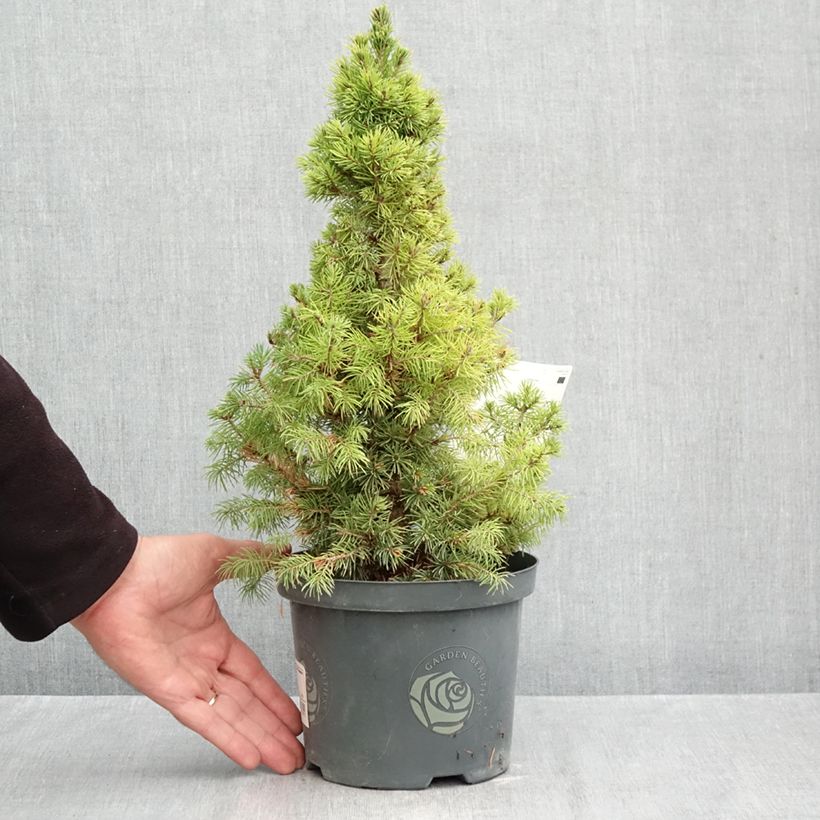 Exemplar von Picea glauca Rainbow's End Topf mit 2L/3L wie im Herbst geliefert