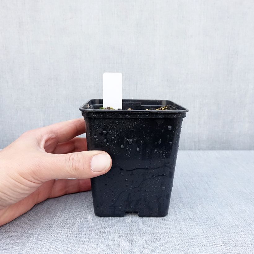 Exemplar von Epipactis royleana - Sumpfwurz Topf mit 1L/1,5L wie im Frühjahr geliefert