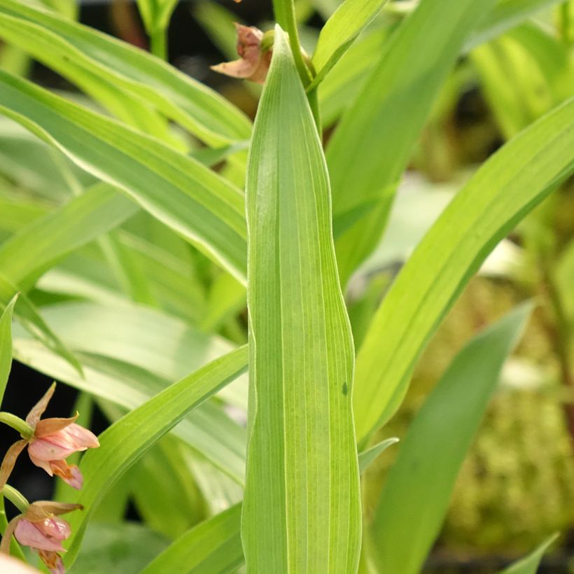 Epipactis Sabine - Sumpfwurz (Laub)