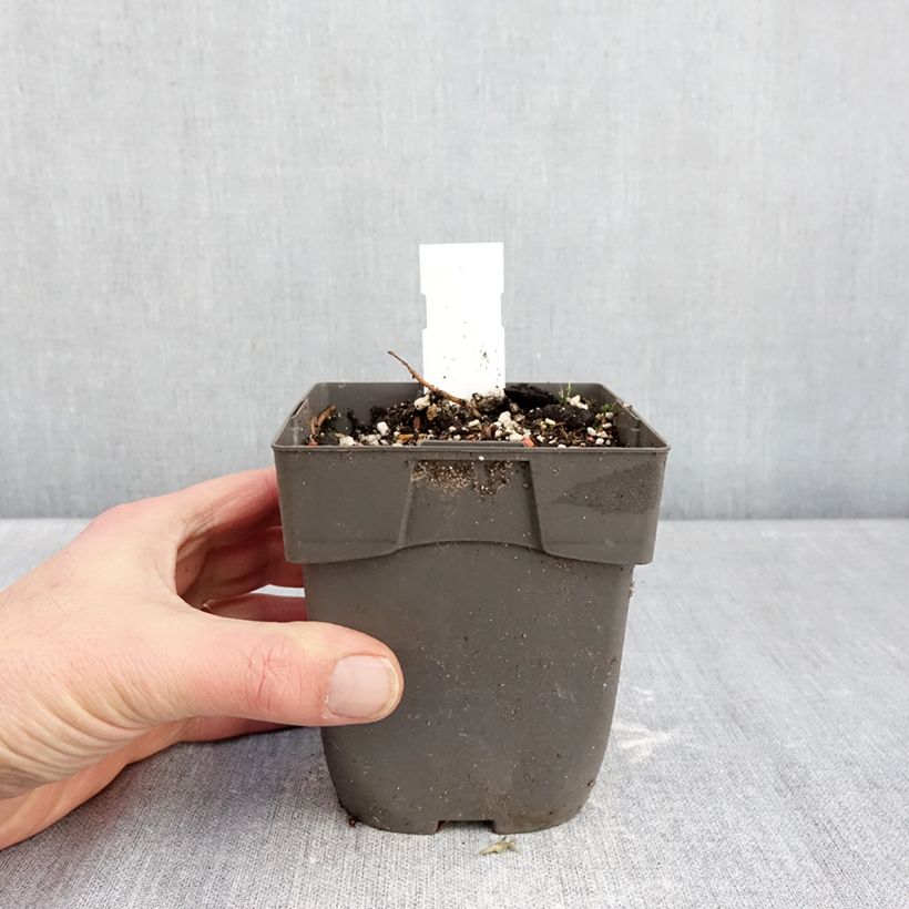 Exemplar von Epipactis Sabine - Sumpfwurz Topf mit 1L/1,5L wie im Winter geliefert