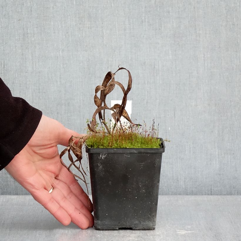 Exemplar von Epipactis thunbergii (x) gigantea - Sumpfwurz Topf mit 1L/1,5L wie im Winter geliefert