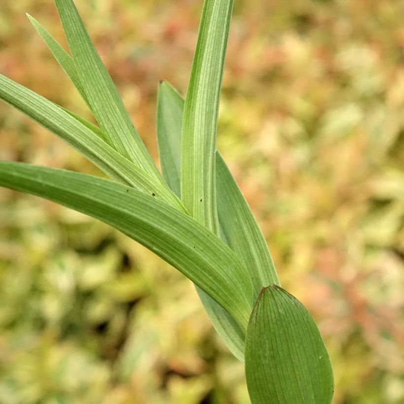 Epipactis veratrifolia - Sumpfwurz (Foliage)