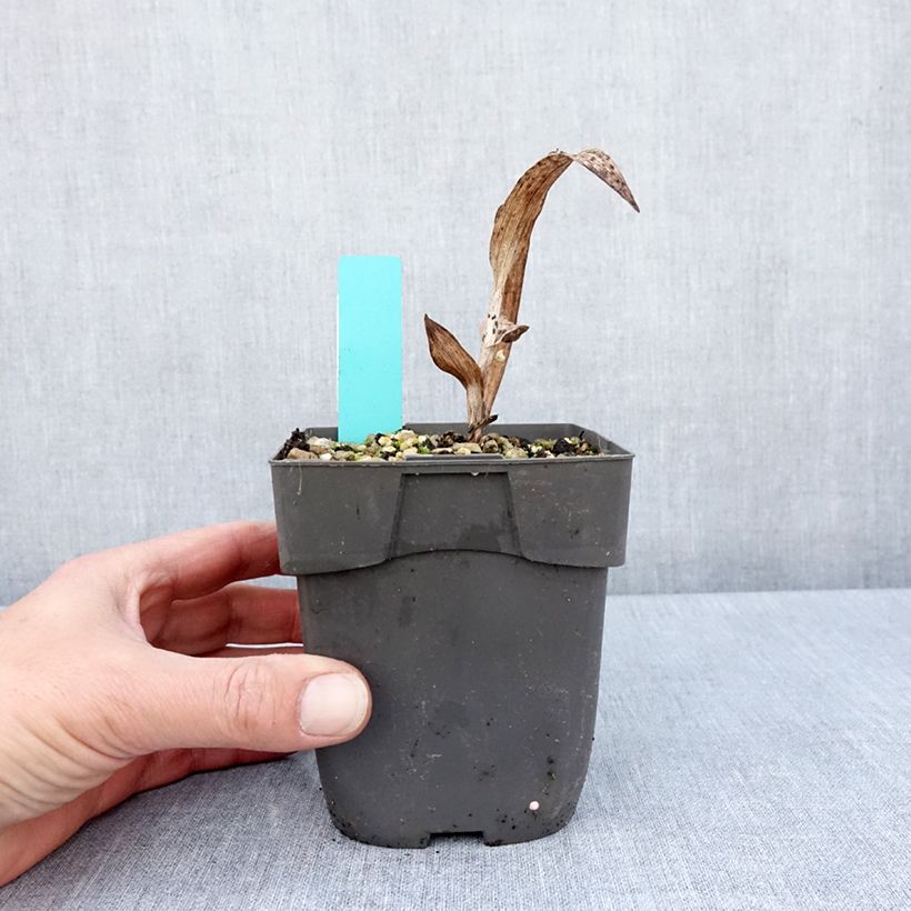 Example of Epipactis veratrifolia - Sumpfwurz Topf mit 1L/1,5L as you get in printemps