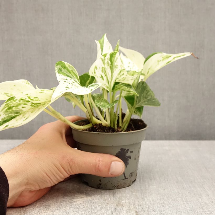 Exemplar von Efeutute - Epipremnum aureum Marble Queen Topf 10 cm/11cm wie im Frühjahr geliefert