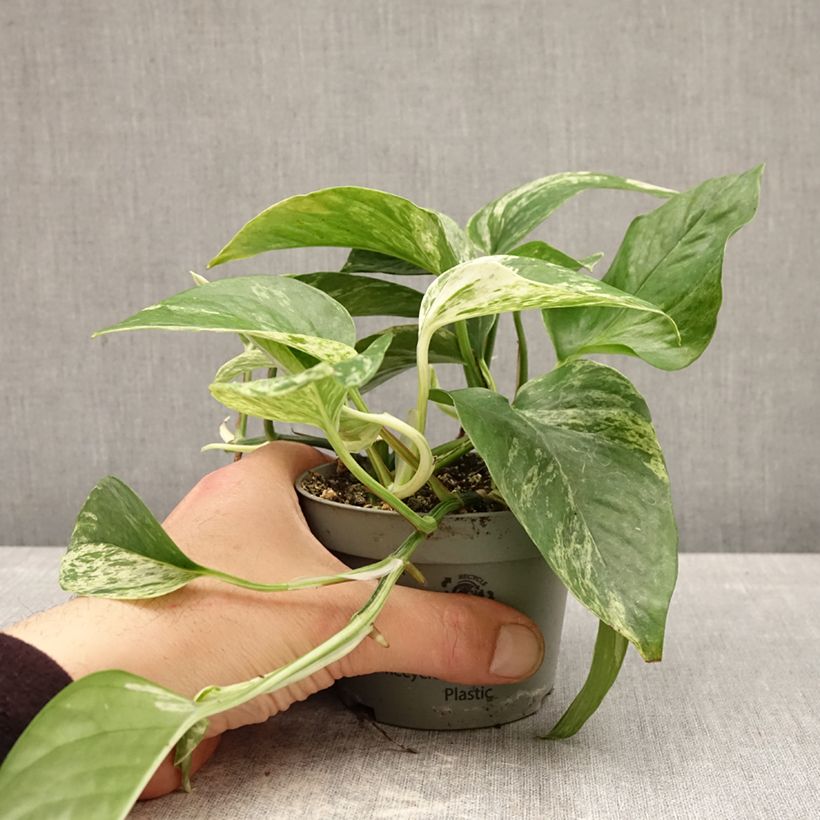 Exemplar von Efeutute - Epipremnum aureum Topf 10 cm/11cm wie im Frühjahr geliefert