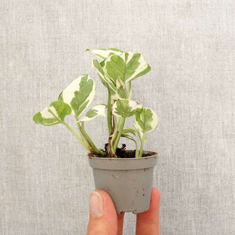 Exemplar von Efeutute - Epipremnum N'joy Mini-Pflanze wie im Frühjahr geliefert