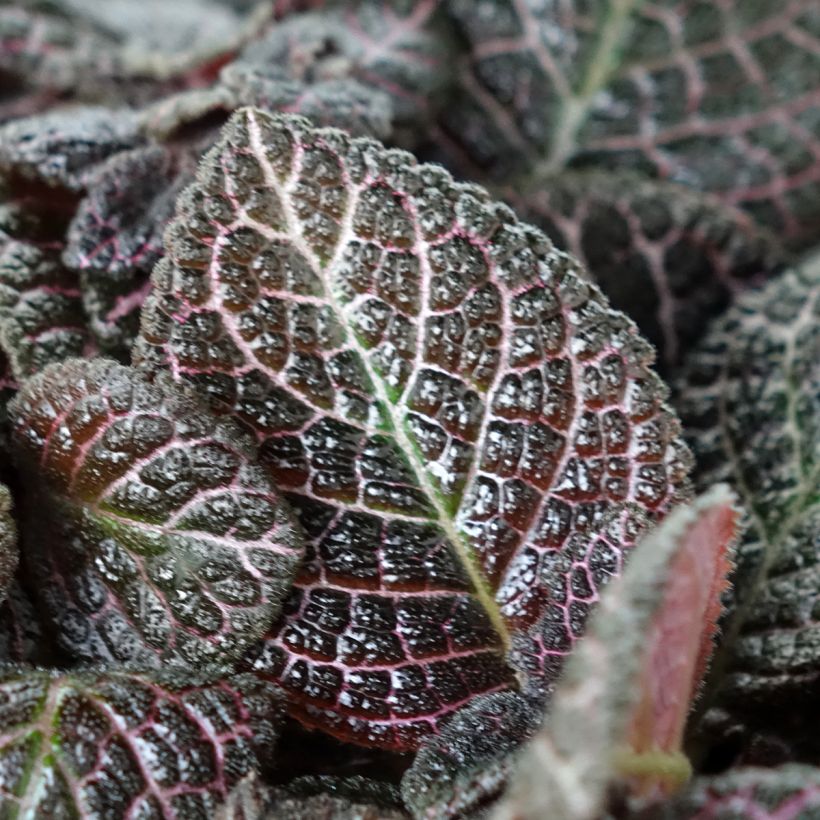 Episcia Country Brilliance (Laub)