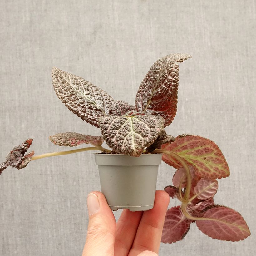 Exemplar von Episcia Country Brilliance Mini-Pflanze wie im Frühjahr geliefert