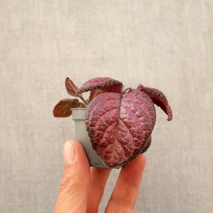 Example of Episcia Malayan Gem Mini-Pflanze as you get in printemps